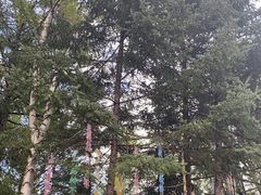 -汤旺河林海奇石景区