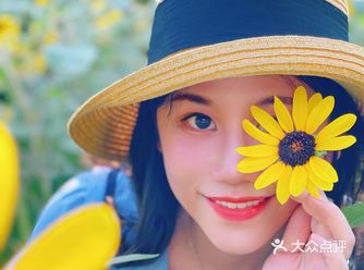 市中心的“向日葵”花田真的是吗？