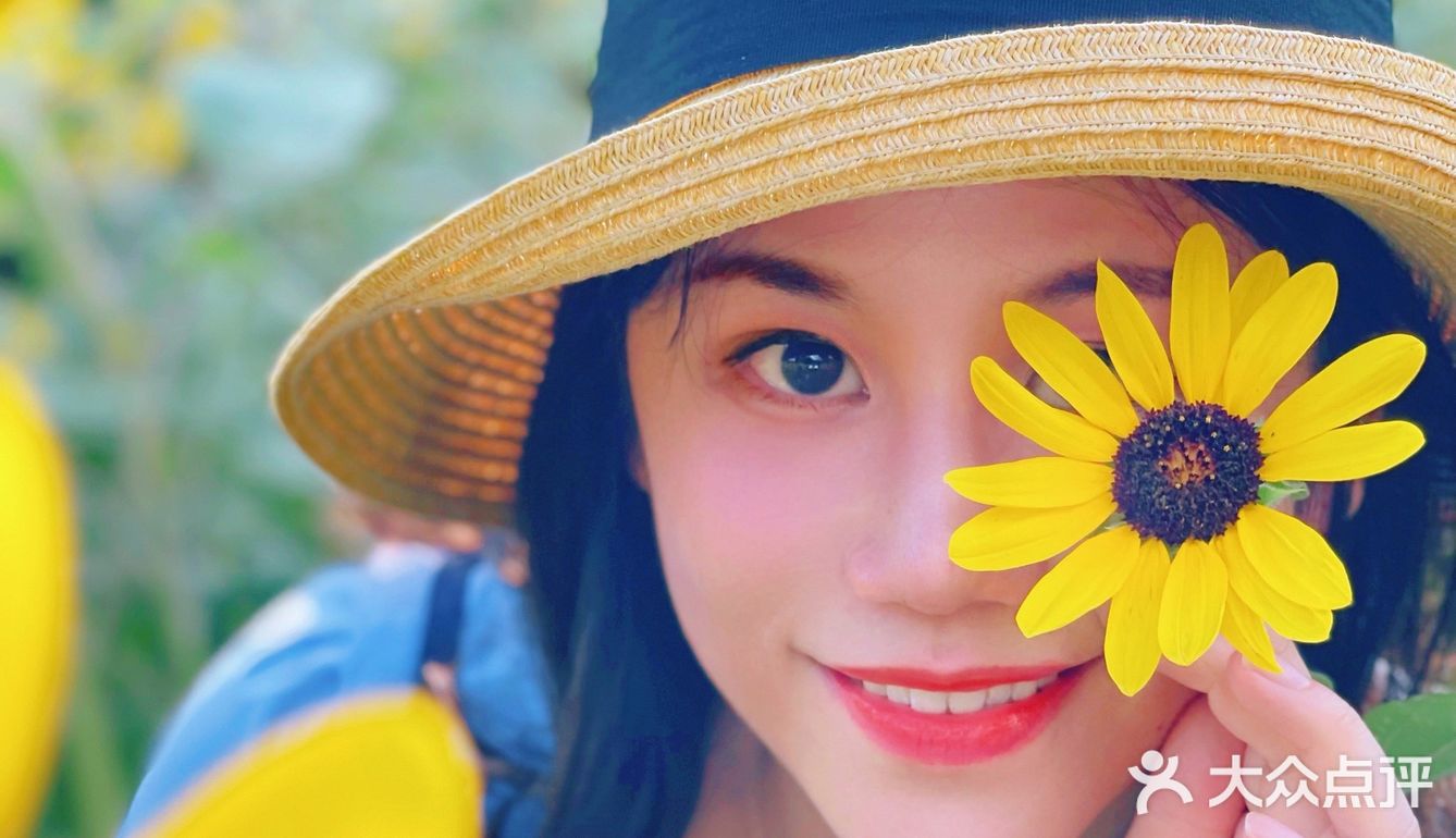 市中心的“向日葵”花田真的是🌻吗？