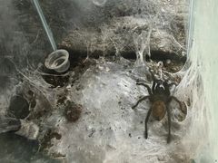 -上海大自然野生昆虫馆(东方明珠·爬宠昆虫探索中心)