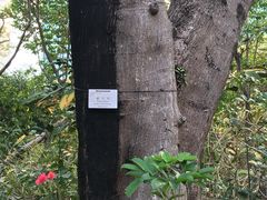 -九龙公园