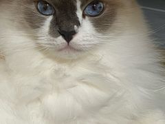 -伟伟宠物医院·瑞派猫友好医院·猫科(光谷店)