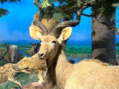 -国家自然博物馆