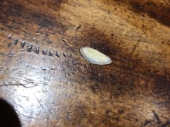 -泮金大塘(北二七路店)