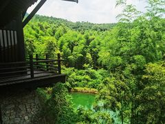-大唐贡茶院