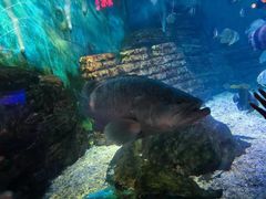 -烟台海昌鲸鲨海洋公园