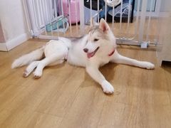 -Husky Go! 哈士奇体验馆·宠物咖啡厅狗咖