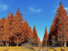 -黄海国家森林公园