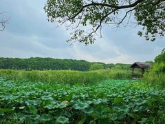 -同里国家湿地公园