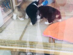 -悠尼宠物·独立低压伊珊娜洗护·美容·寄养(兰谷路店)