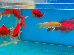 -一品江南韵·淮扬菜