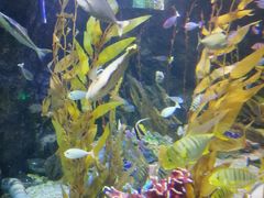 -太平洋海底世界