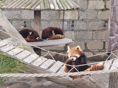 -上海野生动物园