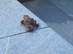 -上海滴水湖皇冠假日酒店