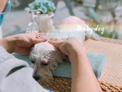 -BABYDOG宝贝狗宠物乐园(欧洲城店)