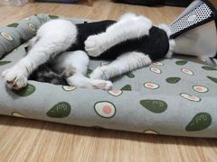 -关爱宠物医院·猫科中心·消化科(滨湖万达分院)