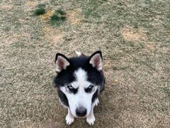 -趣玩宠物乐园寄养训犬训狗游泳池