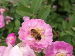 -北京国际鲜花港