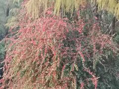 -深圳仙湖植物园