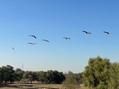 -北京麋鹿生态实验中心