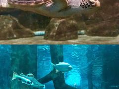 -福州罗源湾海洋世界旅游区