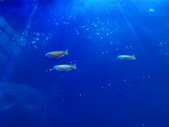 -佛山希尔顿酒店·融誉亚洲美食荟