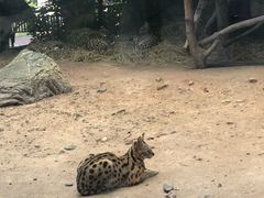 -清迈夜间动物园