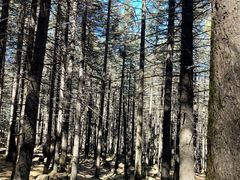 -芦芽山旅游度假区