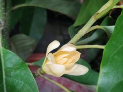 -金科花卉市场