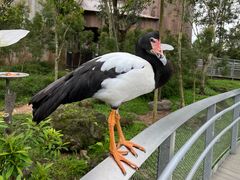 -新加坡飞禽公园