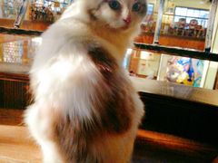 -more than meow吴止猫主题餐厅(承德 中船汇店)