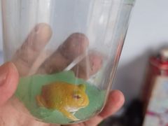 -大自然花鸟鱼虫市场