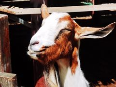 -北京鹿世界主题园