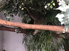 -费瑟代尔野生动物园