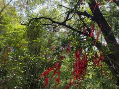 -广州白江湖森林公园