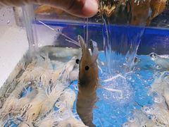 -加餐海鲜自助(宝龙一城店)