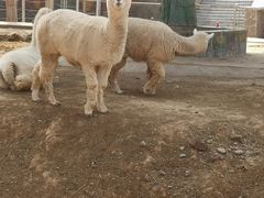 -石家庄市动物园