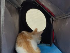 -创凡宠物医院·骨专科  猫科中心(西乡分院)