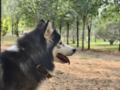 -爪吧宠物乐园 (温榆河示范区店)