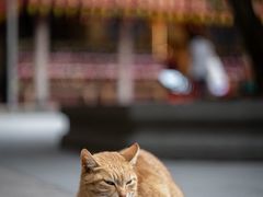 -龙华寺