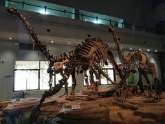 -自贡恐龙博物馆