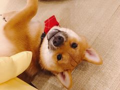 -逗柴咖啡屋·狗咖猫咖宠物桌游