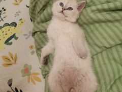 -欣宠猫屋·矮脚拿破仑·蓝金金渐层