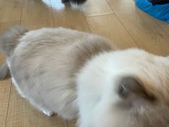 -Let's go狗咖·猫咖·奶狗·桌游(春熙路IFS店)