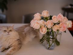 -萌兽医馆·犬猫专科·眼科中心·宠物医院(朝阳门分院)