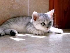 -芭比堂动物医院·犬猫全科·异宠专科(雁塔分院)