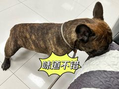 -申普宠物医院·心脏介入·心血管微创(总院)