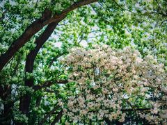 -国家植物园南园