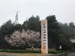 -铁山坪森林公园