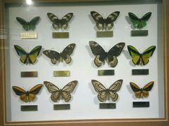 -上海昆虫博物馆